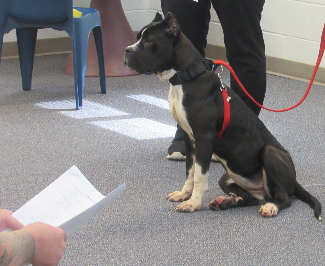 ncyf_dog.png ncyf_dog.png